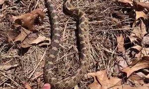 Cute Hognose Snake Playing Dead