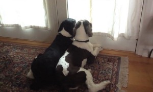 What Do Dogs Do After You Leave? This Sums It Up!