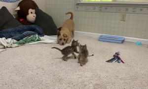 Wary Dog Isn't Used to Kittens Yet