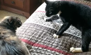 Cats Have Cross Conversation on Comforter