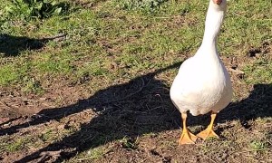 Adorable Goose Thinks He's a Dog
