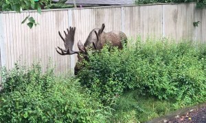 Large Moose Angles Antlers to Squeeze Through Gate