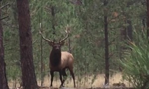 Gentle Giant of the Woods