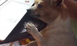 Canine Coworker Resting on the Job