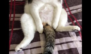 Elvis the Cat Sits Silly