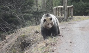 Big Bear Blocks Road for Rider