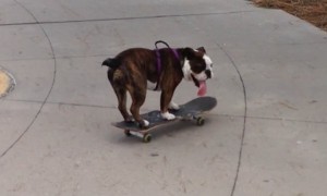 Skateboarding dog has better skills than most humans