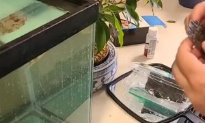 Cowfish Spits on Owner's Offer