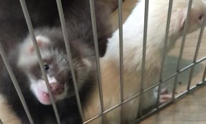 Ferret Babies Playfully Nibble on a Finger
