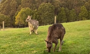 Eastern Grey Kangaroos Keep the Lawn Trimmed