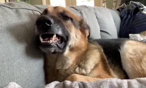 Cat Stuck between Grumpy German Shepherds