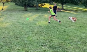 Playing Pup Gets Caught in Net