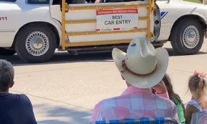 Cow Rides in Convertible