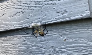 Orb Spider Entangles a Grasshopper