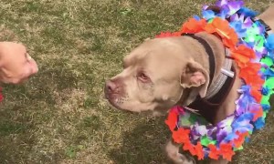 Animal Shelter Celebrates Dog Going Home After 500 Days