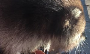 Rescued Raccoon Playing with Colored Rocks in Watering Dish
