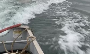 Sea Lions Swim with Skiff