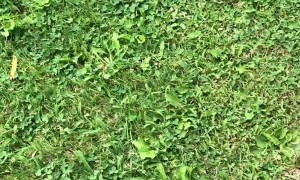 Unfriendly Wild Pheasant