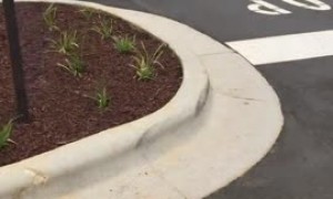 Golden Retriever delivers food for curbside pickup