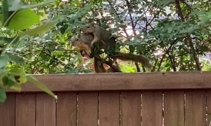 Squirrels Acting like a Married Couple