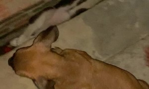 Rescuing a Husky Pup from Playtime Predicament