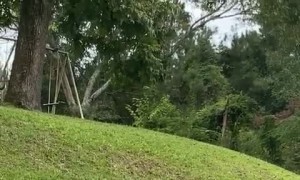 Goat Munches on Mail