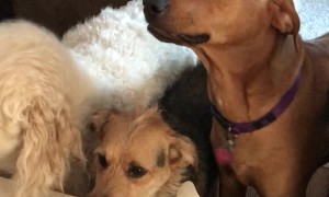 Kairi Was all Smiles for Her First Turkey Day