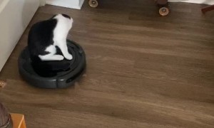 Cat Rides Robot Vacuum Cleaner