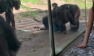 Monkeys Pummel Raccoon That Wandered into Enclosure