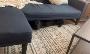 Dog Gets Herself Stuck Under New Couch