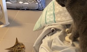 Kitties Have a Swift Standoff