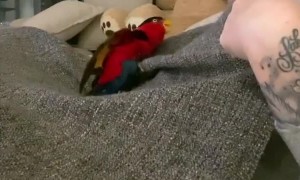 Kiwi parrot plays peekaboo with owner