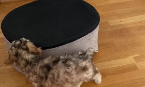 Puppy Prefers His Bed Upside Down