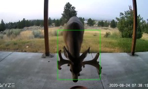 Morning Visitor in Montana