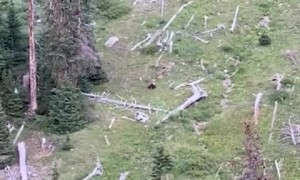 Bear Stalks and Catches Elk