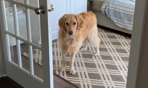Opening the Door for the Dog