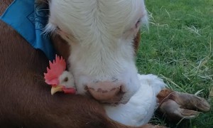 Unlikely Friends Embrace at Animal Sanctuary
