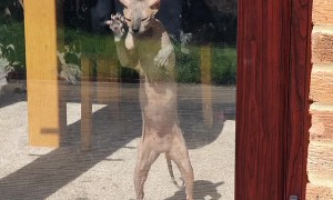 Hairless Cat Loves Pawing at the Door