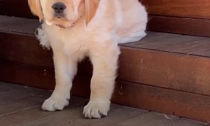 Sleepy Puppy Slides Off Step