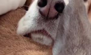 Dog and bunny best friends adorably cuddle with each other