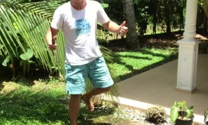 Man Loses Balance While Picking Bananas