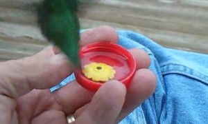Hummingbirds Finally Convinced to Drink From a Red Milk Cap