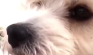 Cough-Cautious Pup Gives a Glare