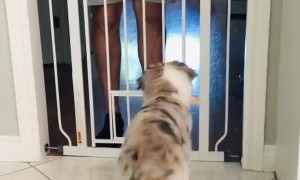Mini Aussie puppy adorably shakes his butt