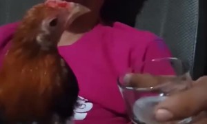 Rooster Likes His Whiskey