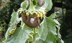 Squirrel Secures Sunflower Seeds by Any Means Necessary