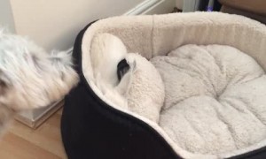 Terrier Dogs Play Hilarious Game of Peek-a-Boo