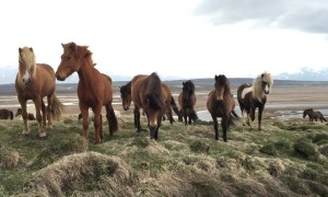 Majestic Wild Horses Discover A New Human Friend