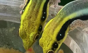 Tiny Geckos Feast on Fig and Insect Smoothie