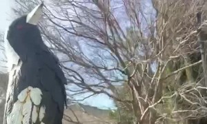 Magpie Call Keeps Cyclist Safe From Being Swooped